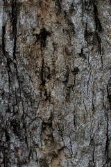 vertical photo of natural brown old wood surface texture