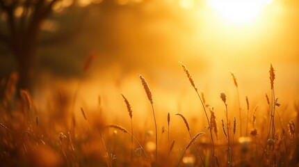 Fototapeta premium beautiful sunset in the field, macro