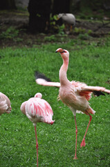 Pink flamingos resting on green grass