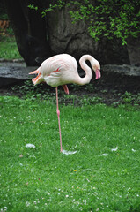 Pink flamingos resting on green grass © Aldona