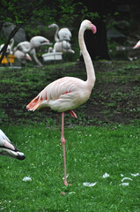 Pink flamingos resting on green grass