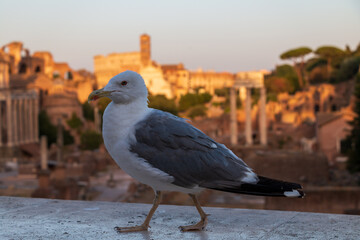 close-up of a seagull, in the background the historic center of Rome