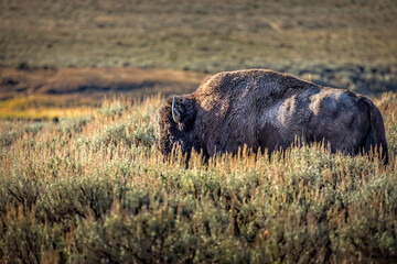 A bison in the grasslands of the Yellowstone National Park