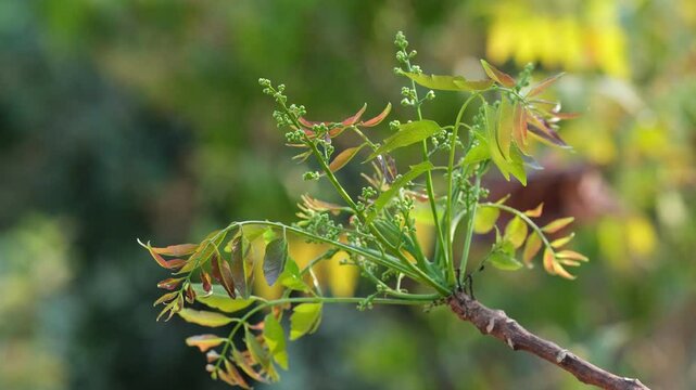 Azadirachta indica, flowers of Azadirachta indica on plant against nature background