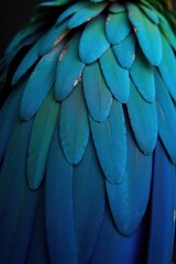 Obraz premium Intricate blue parrot feather details, exotic surface texture, macro, image, shine