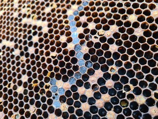Intricate Honeycomb Structure Created by Busy Bees
