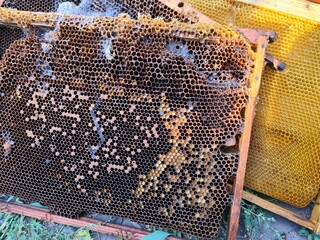 Intricate Honeycomb Structure Created by Busy Bees
