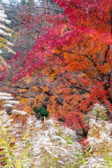 初冬の美しい紅葉の風景　滋賀県大津市びわこ文化公園