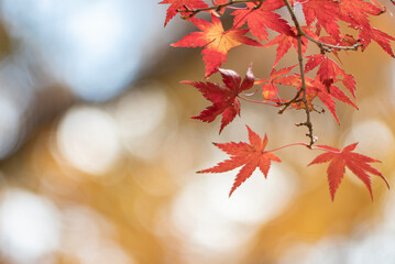 初冬の美しい紅葉の風景　滋賀県大津市びわこ文化公園