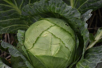 Fresh Green Cabbage in the Garden