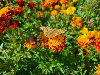 Delicate Butterfly Resting on Vibrant Flower Petals
