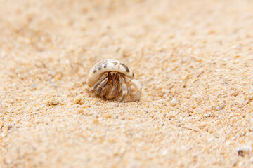 hermit crab on a beach