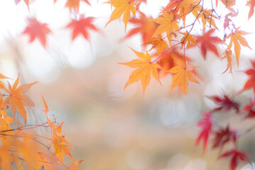 初冬の美しい紅葉の風景　滋賀県大津市