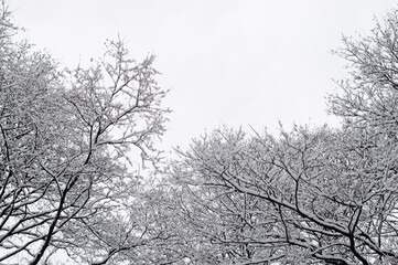 winter background, photo of snowy tree branches and gray sky in winter view from below