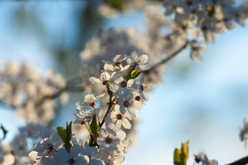 white flowers of a flowering tree in spring close up