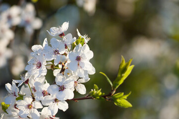 white flowers of a flowering tree in spring close up