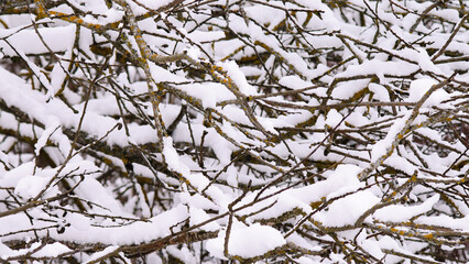 winter background, photo of snow-covered tree branches in the forest in winter