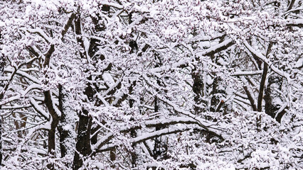 winter background, photo of snow-covered tree branches in the forest in winter