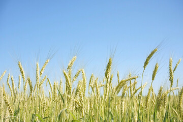 Obraz premium Wheat field under a clear blue sky in summer