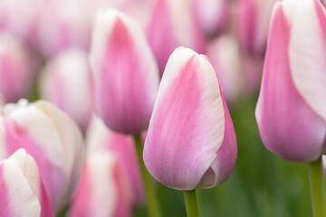 tulip