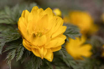 forked stem adonis