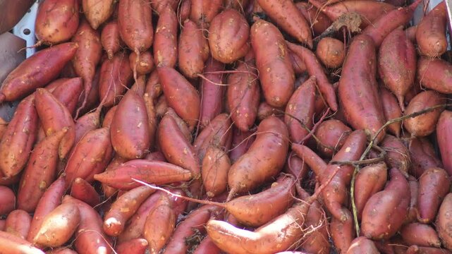 Wet sweet potatoes in a industrial tray. Ipomoea Batatas