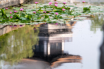 water lily in the lake