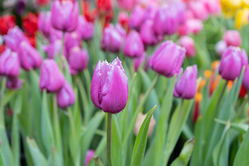 Tulips in the garden. Purple tulips. Floral background. High quality photo