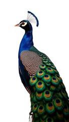 Peacock Side Full Body  Background