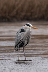 Grey heron (Ardea cinerea) standing on a frozen lake.