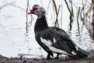Muscovy duck (Cairina moschata) standing at a lake on a winter day