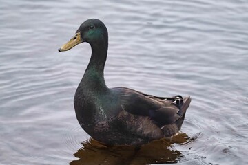Indian Runner duck, Indian Runners or Runner ducks standing at a lake in winter.