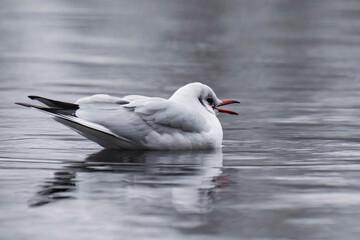 Black-headed gull adult in winter plumage swimming on a lake.