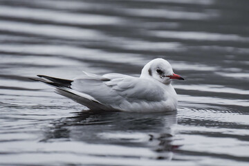 Black-headed gull adult in winter plumage swimming on a lake.
