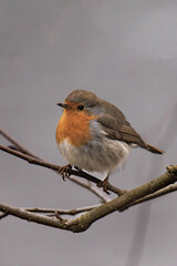 European robin (Erithacus rubecula) on a tree branch.