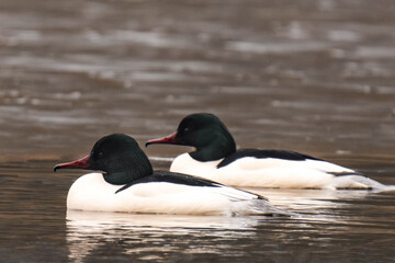 Common merganser swimming in the water.