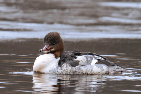 Common merganser swimming in the water.