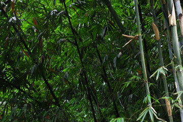 photo of fresh bamboo forest in the highlands of indonesia