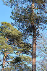 European Pine Pinus conifer tree in a forest against bright blue sky, natural woodland background