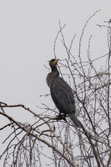 Cormorant sitting on top of a tree 