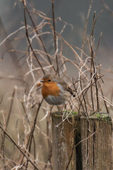 European robin (Erithacus rubecula) on a tree stump.