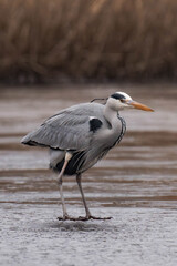 Grey heron (Ardea cinerea) standing on a frozen lake.