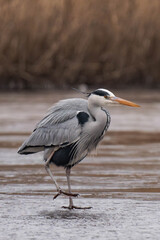Grey heron (Ardea cinerea) standing on a frozen lake.