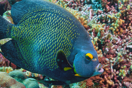 Pomacanthus paru, French angelfish,
