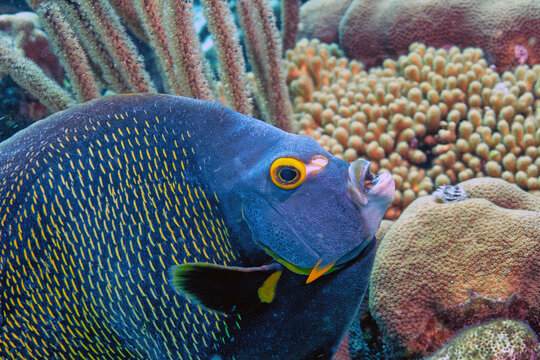 Pomacanthus paru, French angelfish,