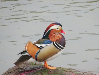 Mandarin duck (Aix galericulata) in Romania