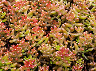 Weisser Mauerpfeffer (Sedum album)