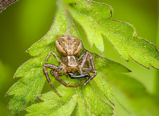 Braune Krabbenspinne oder Busch-Krabbenspinne (Xysticus cristatus)