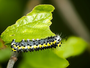 Blaukopf (Diloba caeruleocephala), auch Brillenvogel