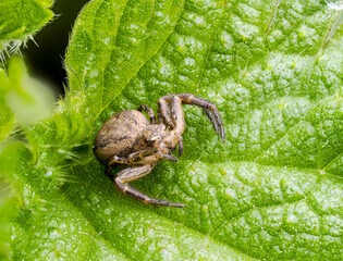Echten Krabbenspinnen (Xysticus)